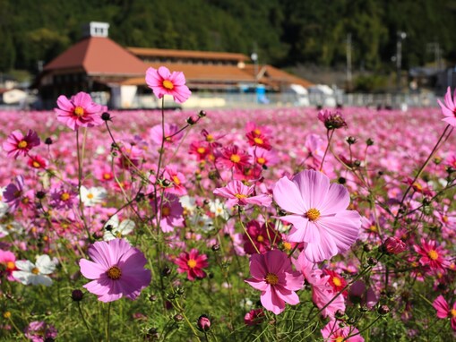 行ってみたい「中国・四国地方のコスモスの名所」ランキング！ 2位「みま町コスモス畑」、では1位は？