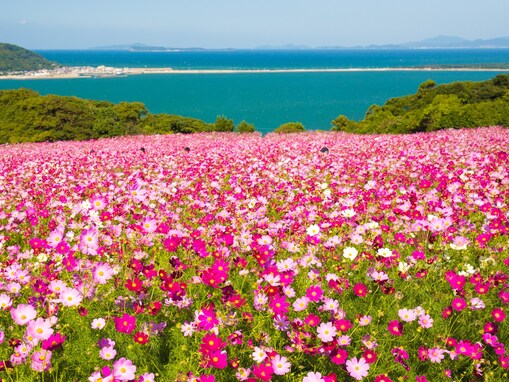 九州・沖縄地方の「コスモスの名所」ランキング！ 2位「のこのしまアイランドパーク」、1位は？