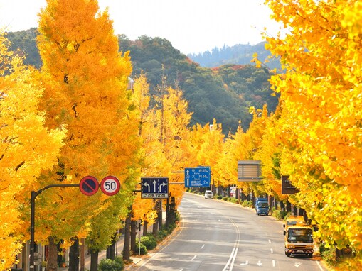 秋に行きたい「東京都の絶景ドライブスポット」ランキング！ 「高尾街道」を抑えた1位は？