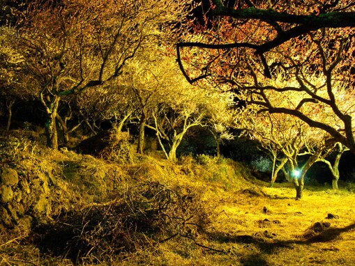 夜景が美しいと思う「神奈川県の温泉地」ランキング！ 2位「湯河原温泉」を抑えた1位は？【2025年調査】