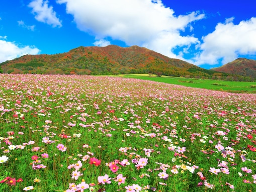 秋に行きたい「岡山県の絶景ドライブスポット」ランキング！ 2位「蒜山高原周辺ルート」、1位は？【2025年調査】