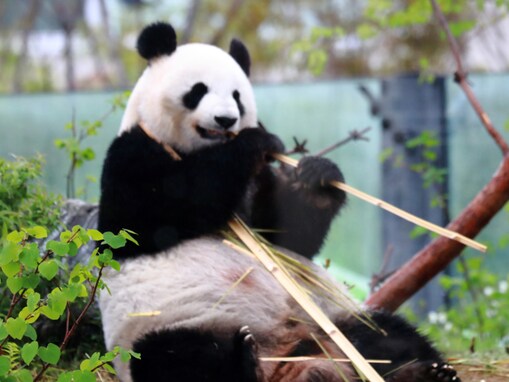 有吉弘行、パンダについて豆知識を披露「間違えて覚えてたので助かりました！知の巨人さま」「可愛い〜」