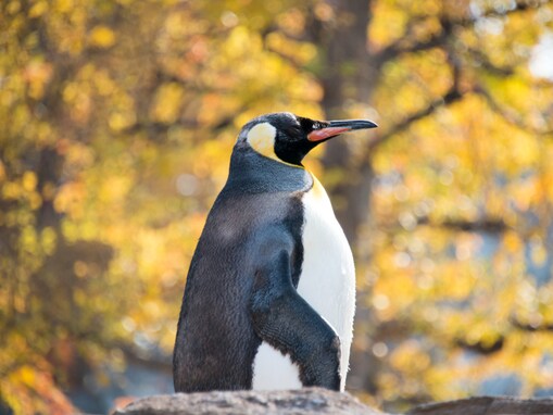 好き＆行ってみたい「愛知県の紅葉スポット」ランキング！ 2位「東山動植物園」、1位は？ 【2025年調査】