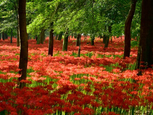 秋に行きたいと思う「埼玉県の絶景スポット」ランキング！ 2位「巾着田曼珠沙華公園」を抑えた1位は？【2025年調査】