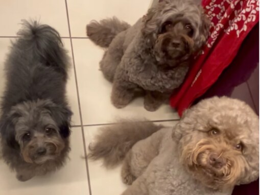 「食いしん坊チーム女子」工藤静香、愛犬3匹の食事風景を公開「ペットのご飯を手作りするなんて、偉すぎます」