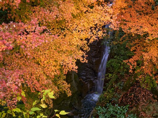 千葉県で「秋に行きたい滝」ランキング！ 2位「地蔵堂の滝（白糸の滝）」を抑えた1位は？【2025年調査】
