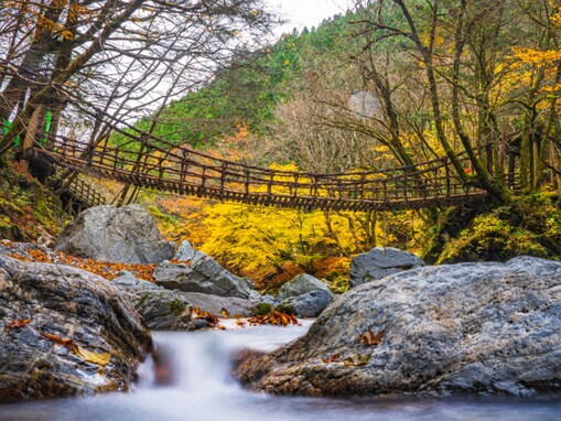 秋に行きたい「徳島県の穴場秘境」ランキング！ 2位「奥祖谷二重かずら橋」、1位は？ 【2025年調査】