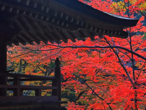 秋に行きたい「香川県の穴場秘境」ランキング！ 2位「大窪寺」、9票差の1位は？ 【2025年調査】