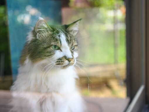 私に何かあったら愛猫の「飼育費」と「お世話」はどうなる？ 飼い主と猫の“老後不安”をゼロにする備え