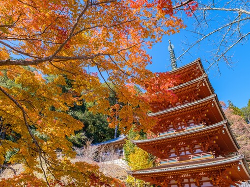 好き＆行ってみたい「奈良県の紅葉スポット」ランキング！ 2位「長谷寺」を抑えた1位は？【2025年調査】