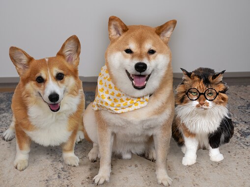 同居コーギーにまで影響が…！ 大人気・柴犬スティーブの「気分次第のオイデ」再教育へのほっこり奮闘