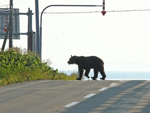 「クマは恐ろしい猛獣」論争の知られざる背景。クマ被害の裏側で進行するシカ急増と森林破壊の危機