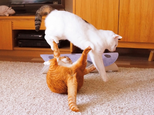 SNSで大バズり！ 仲良し保護猫姉妹「ナナ＆ポン」相思相愛の日常と飼い主が語る“最高の幸せ”