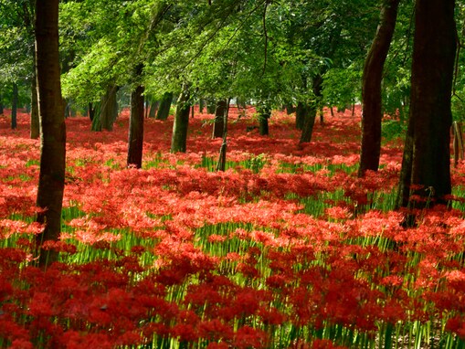 好き＆行ってみたい「埼玉県の絶景スポット」ランキング！ 2位「巾着田曼珠沙華公園」、1位は？【2025年調査】