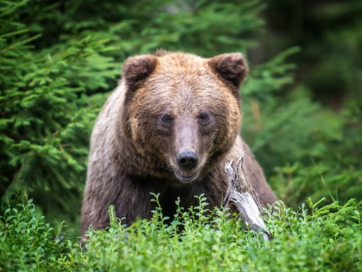 20年の「ウンコ拾い」で判明！ 秋に1年の80％を食い溜めするクマの生態とドングリ凶作のヤバさ