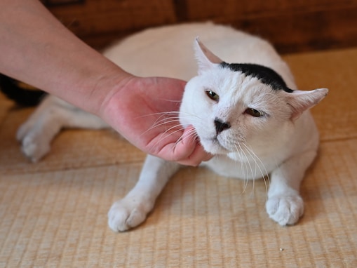 痩せて震えていた野良猫が“甘えん坊の家猫”に⁉ 話題の元保護猫「海苔男」、奇跡のBefore→After