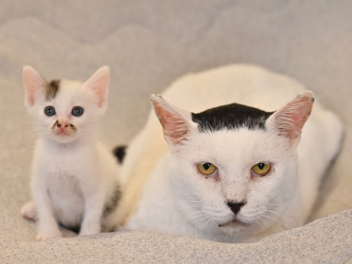 「おでこの模様がかわいい」元保護猫・海苔男。独りぼっちだった野良猫が“12匹家族”の中心に！