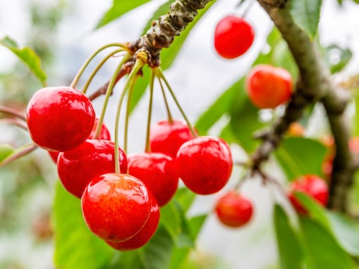 旅先で買いたい「山形県のお土産」ランキング！ 2位「さくらんぼカレー」を抑えた1位は？ 【2025年調査】