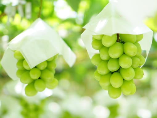 旅先で買いたい「山梨県のお土産」ランキング！ 2位「玉洋かん（シャインマスカット）」、1位は？ 【2025年調査】