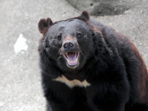 【緊迫記録】ツキノワグマが2時間で10頭…前代未聞の大量目撃！ 2023年秋田で見た“今につながる異変”