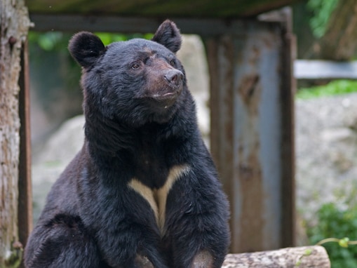 「クマとの共存はない」自然写真家が断言する残酷な現実。きれいごとでは済まない“せめぎ合い”の正体