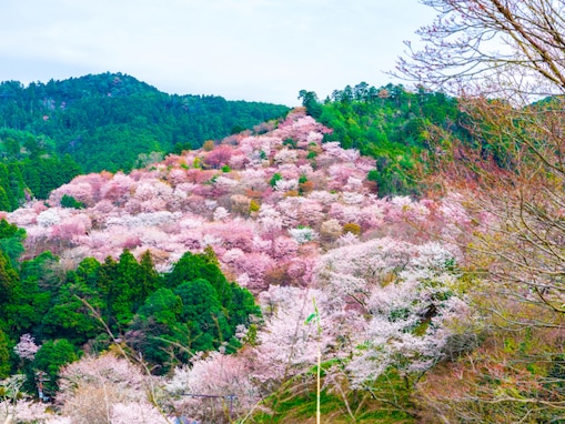 長期休暇に行きたいと思う「奈良県の温泉地」ランキング！ 2位「吉野温泉」、1位は？ 【2025年調査】