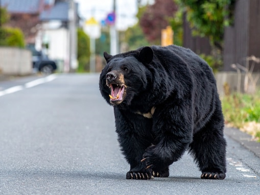 【東京都】クマ対策強化！ ツキノワグマ目撃続出で“銃携帯ハンター”が週3巡回へ。出没防げるか？