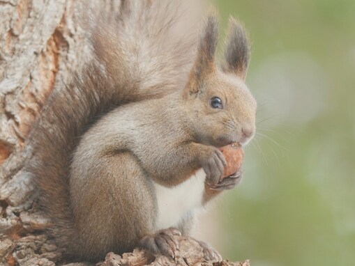 帰省時の手土産にしたい「神奈川県のお土産」ランキング！ 2位「クルミッ子」、1位は？ 【2025年調査】