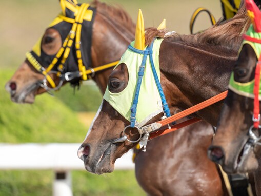 馬との距離が近く感じられる「競馬場（地方競馬）」ランキング！「佐賀」「笠松」「門別」を抑えた1位は？【2025調査】
