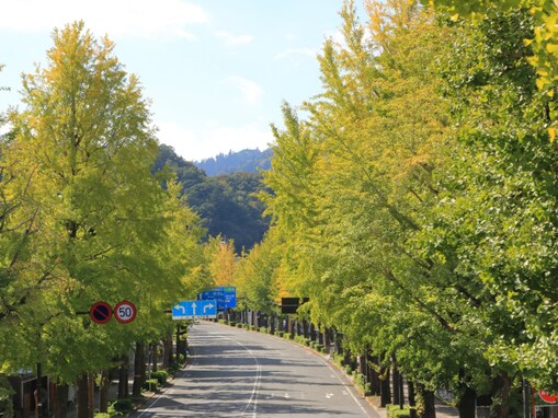 クリスマスに行きたい「東京都の絶景ドライブスポット」ランキング！ 2位「高尾街道」、1位は？【2025年調査】