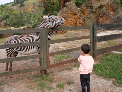 【東京都】絶滅危惧種・グレビーシマウマが多摩動物公園に帰ってくる！ 300キロ以上の最も大型なウマ