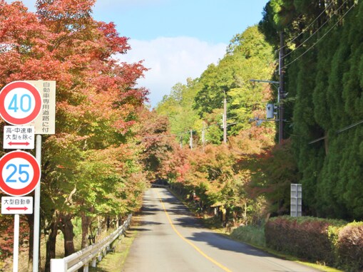 クリスマスに行きたい「京都府の絶景ドライブスポット」ランキング！ 2位「嵐山高雄パークウェイ」を抑えた1位は？