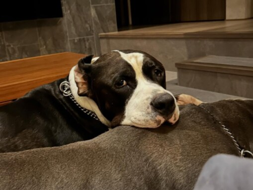 「必死にカールは生きました」後藤祐樹氏、愛犬の死去を報告。「涙が止まりません」「本当にありがとう」