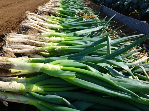 絶対に外さないと思う「埼玉県の1200円未満のお土産」ランキング！ 2位「元祖ねぎみそ煎餅」を抑えた1位は？【2025年調査】