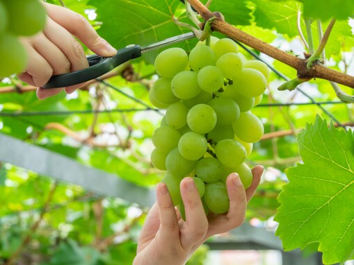 もらったらうれしい「広島県の1500円以上のお土産」ランキング！「ひとつぶのマスカット」「錦もみじ」を抑えた1位は？【2025年調査】