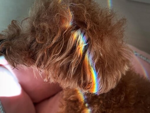 「健気過ぎます」青田典子、愛犬の死を報告「小さい身体で頑張ったね」「幸せな生涯だったと思います」