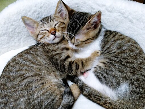 【実話】愛猫を亡くし、笑顔の消えた家。「いてくれたら…」涙をこぼした長男の心が、再び動き出すまで