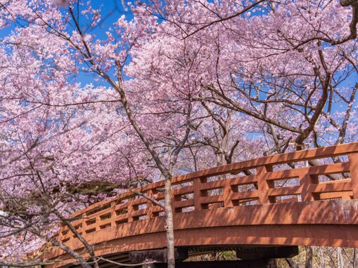 長野県の「行ってみたい＆好きな桜の名所」TOP10！ 2位「高遠城址公園」を抑えた1位は？【2026年調査】