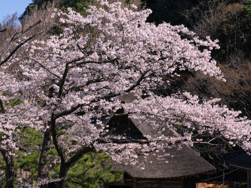 新潟県の「行ってみたい＆好きな桜の名所」TOP10！ 2位「徳合しだれ桜」を抑えた1位は？【2026年調査】