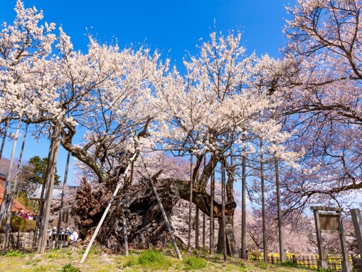 山梨県の「行ってみたい＆好きな桜の名所」TOP10！ 2位「山高神代桜」を抑えた1位は？【2026年調査】