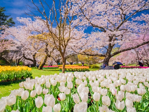 「歩くだけで春に包まれる」静岡県の“行ってみたい＆好きな桜の名所”ランキング1位に称賛の声！【2026年調査】