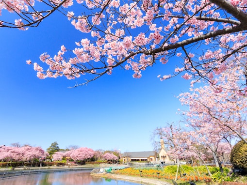 「心落ち着く春の景観」三重県の“行ってみたい＆好きな桜の名所”ランキング1位がすごい！【2026年調査】