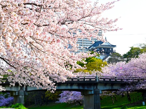 「昼と夜で違った顔に……」愛知県の“行ってみたい＆好きな桜の名所”ランキング1位に反響！【2026年調査】