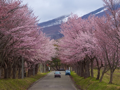 1位に「日本屈指の桜の名所」の声！ 青森県の“行ってみたい＆好きな桜の名所”TOP6【2026年調査】