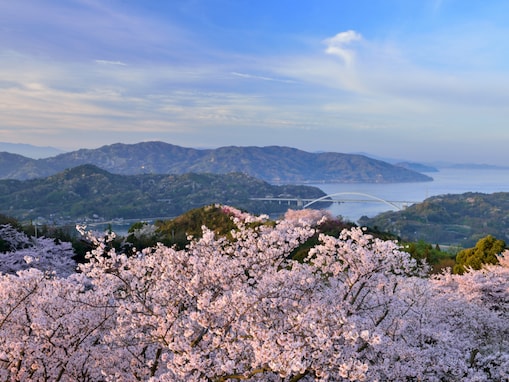 「高台からの景色も良く」愛媛県の“行ってみたい＆好きな桜の名所”TOP5！ 1位に選ばれたのは？【2026年調査】