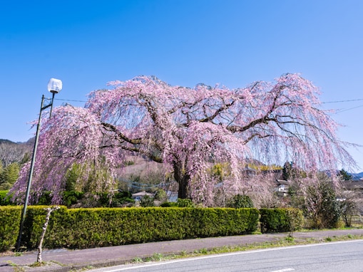 「約2,000本の桜と約30万本の菜の花」宮崎県の“行ってみたい＆好きな桜の名所”ランキング1位は？【2026年調査】