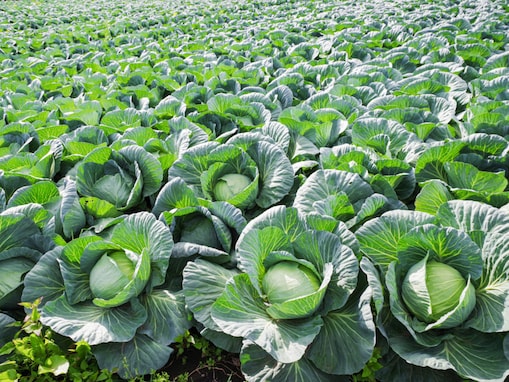 『桃太郎電鉄』で読むのが難しいと思う「群馬県の物件駅」ランキング！ 2位「嬬恋」を抑えた1位は？【2026年調査】