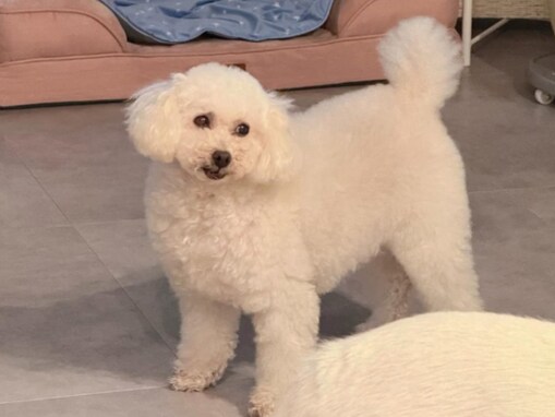 「毎日一緒に寝てます　幸せ」鈴木奈々、保護犬猫5匹と暮らす。「とても可愛いパートナー達」「尊敬」