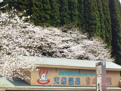 【鹿児島県の人気日帰り温泉】「花野温泉 たぬき湯」は森とせせらぎに囲まれた山間の施設。100％かけ流しの天然温泉でリラックス