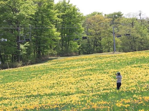 東北地方の「ゴールデンウイークに行きたい花畑」ランキング！ 2位「みやぎ蔵王えぼしリゾート」を抑えた1位は？【2026年調査】
